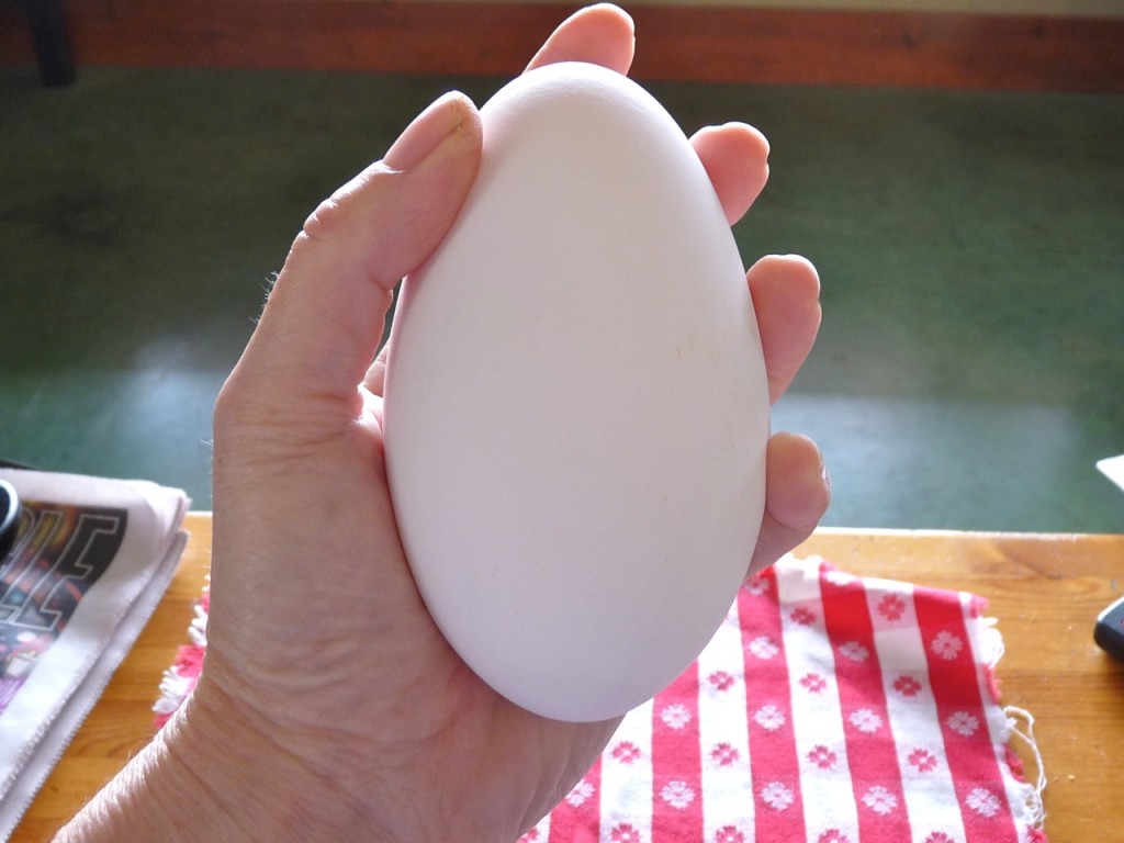 Bà bầu ăn trứng ngỗng sinh con thông minh có đúng không?