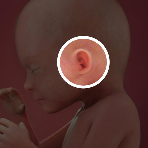 Thính giác của bé phát triển cũng khá sớm và bé trở nên rất nhạy cảm với các âm thanh khác nhau