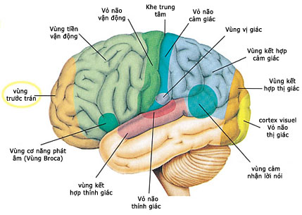 Cấu trúc não bộ của trẻ